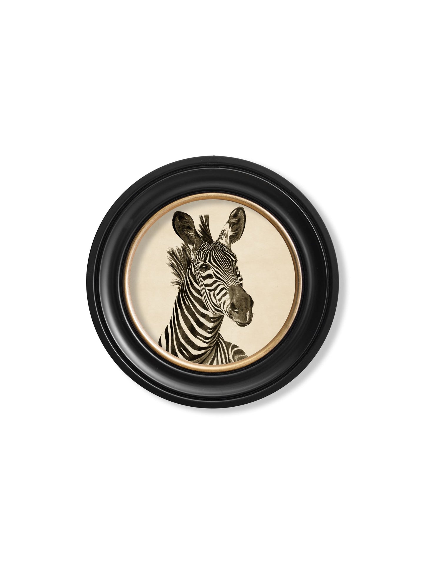 c1890 Zebra Illustrations in Round Frame – Dark styled view – Leya Buster Interiors