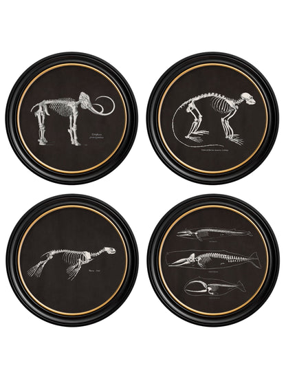 c.1870 Anatomical Skeletons – Dark – Round Frames detail – Leya Buster Interiors