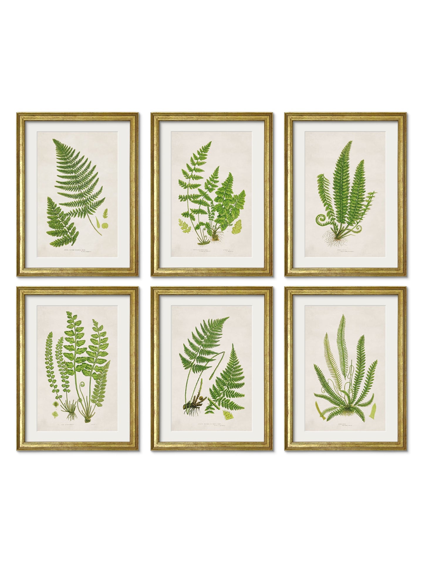 Collection of 6 Ferns detail – Leya Buster Interiors