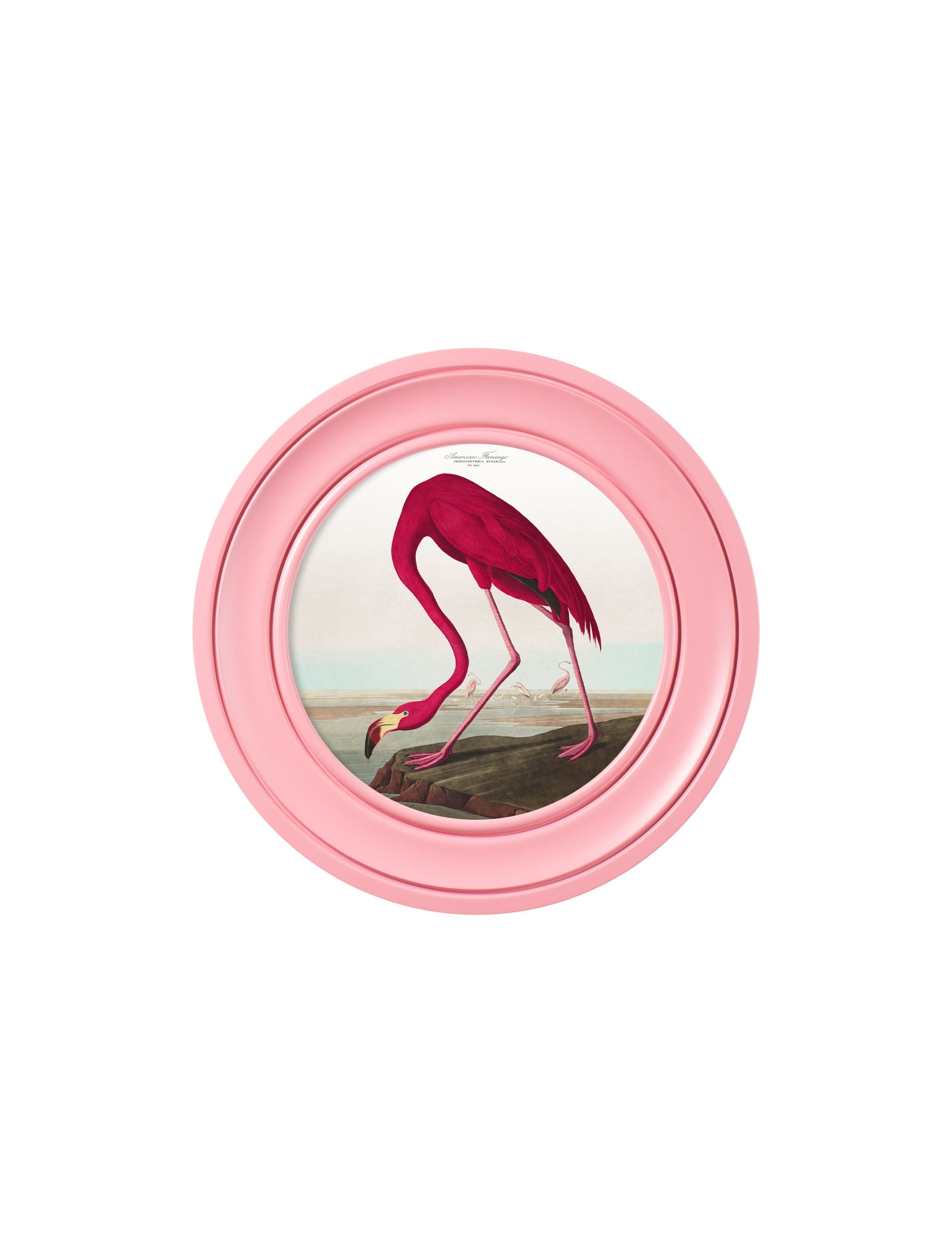 c.1838 Audubon's Flamingo in Pink Frame styled view – Leya Buster Interiors