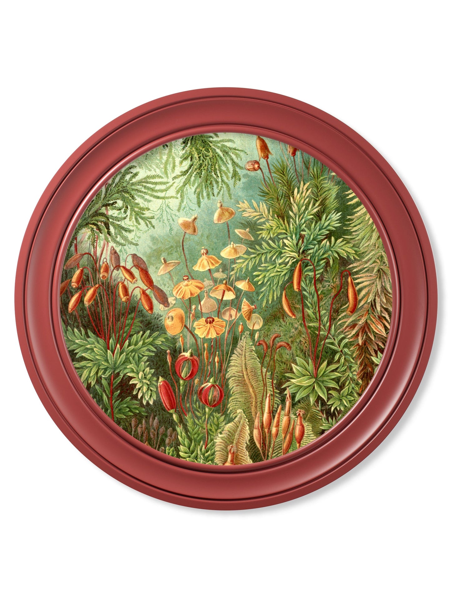 c.1904 Haeckel Flora and Fauna – Round Frames Red styled view – Leya Buster Interiors