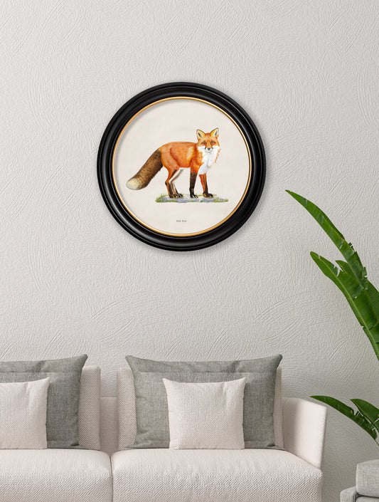 Red Fox – Round Frame – framed wall art at Leya Buster Interiors