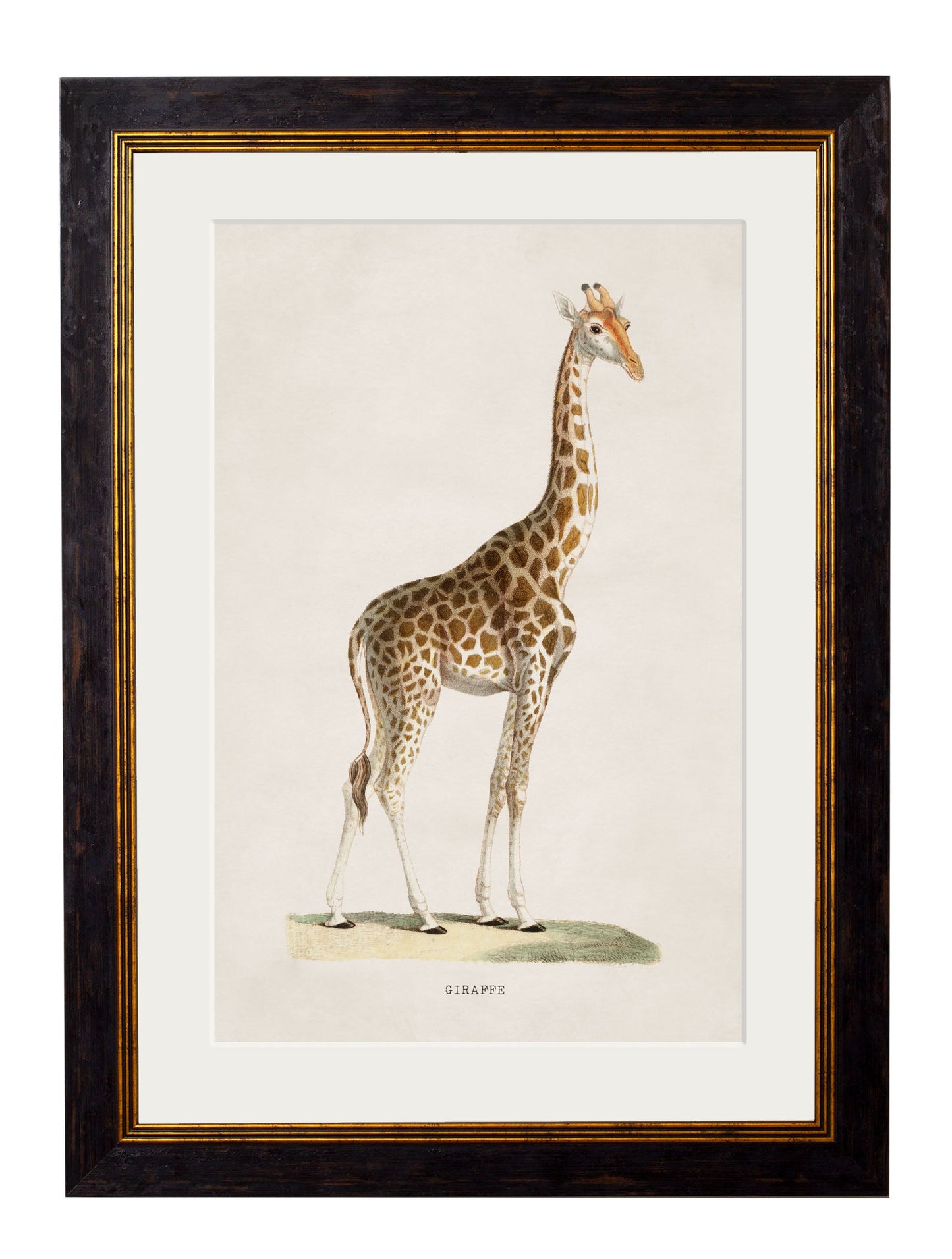 c.1836 Giraffe detail – Leya Buster Interiors