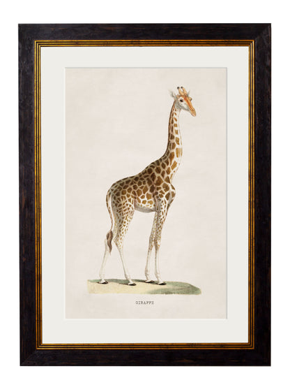 c.1836 Giraffe detail – Leya Buster Interiors