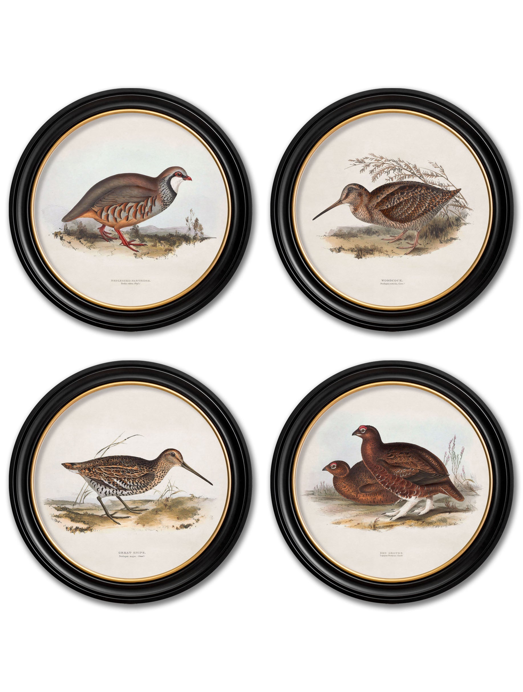 c.1837's British Game Birds – Round detail – Leya Buster Interiors