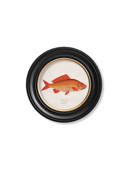 c.1785 Goldfish and Golden Orfe – Round Frame styled view – Leya Buster Interiors
