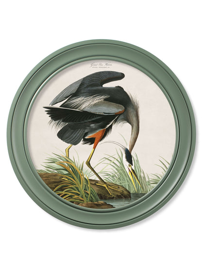 c.1838 Audubon's Great Blue Heron in Green Frame detail – Leya Buster Interiors