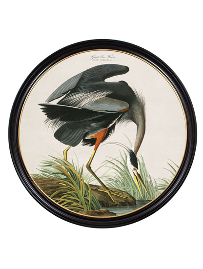 c.1838 Audubon's Great Blue Heron styled view – Leya Buster Interiors