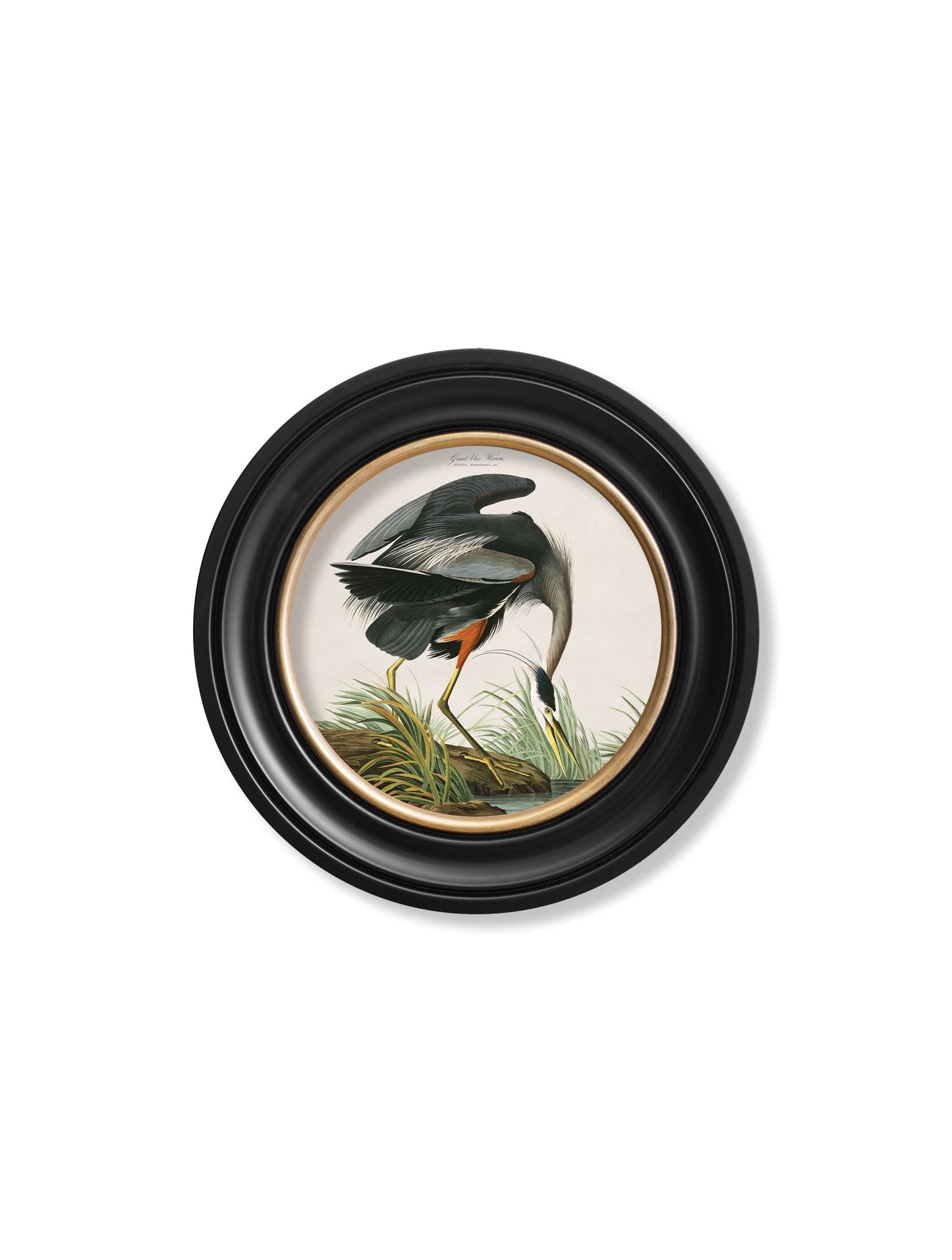 c.1838 Audubon's Great Blue Heron styled view – Leya Buster Interiors