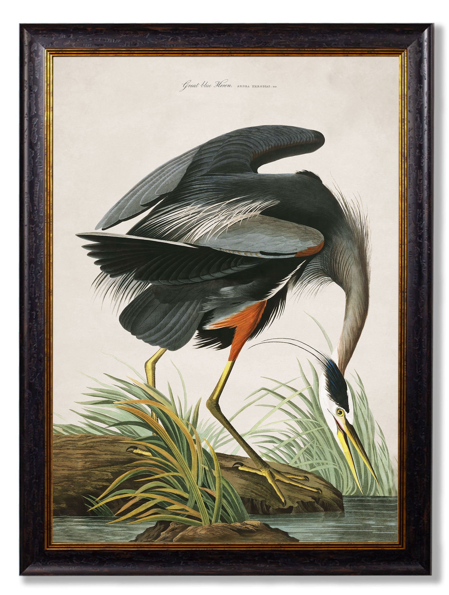 c.1838 Audubon's Great Blue Heron detail – Leya Buster Interiors