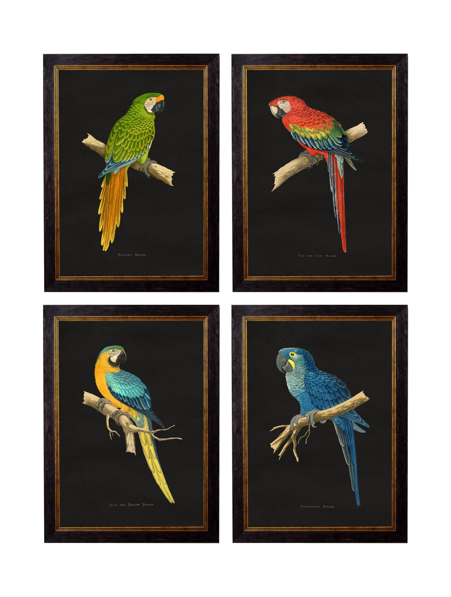 c.1884 Macaws – Dark Background detail – Leya Buster Interiors