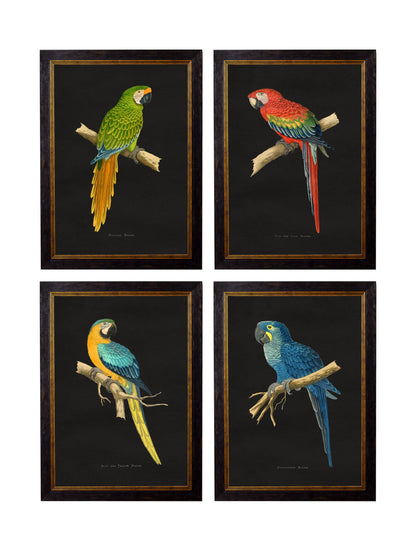 c.1884 Macaws – Dark Background detail – Leya Buster Interiors