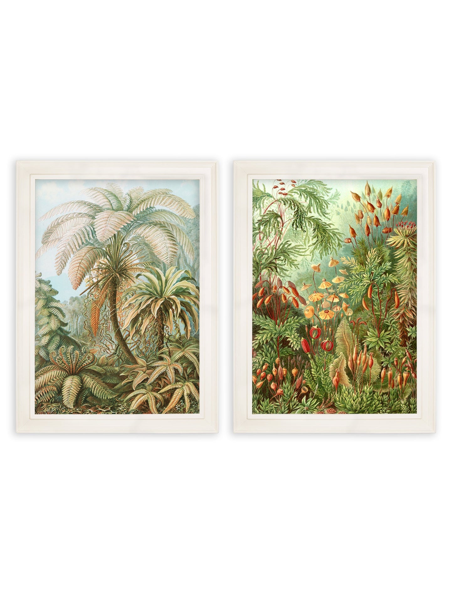 C.1904 Study Of Ferns Print styled view – Leya Buster Interiors