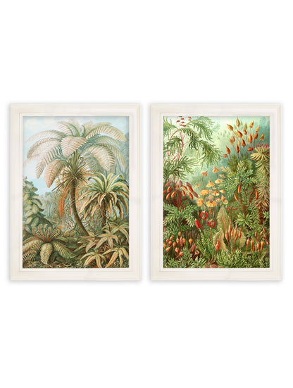 C.1904 Study Of Ferns Print styled view – Leya Buster Interiors