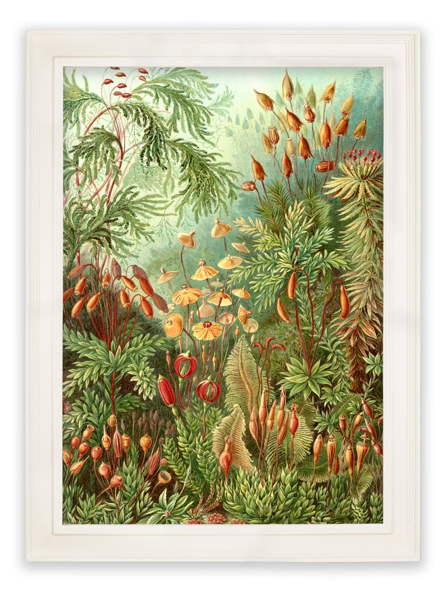 C.1904 Study Of Ferns Print styled view – Leya Buster Interiors