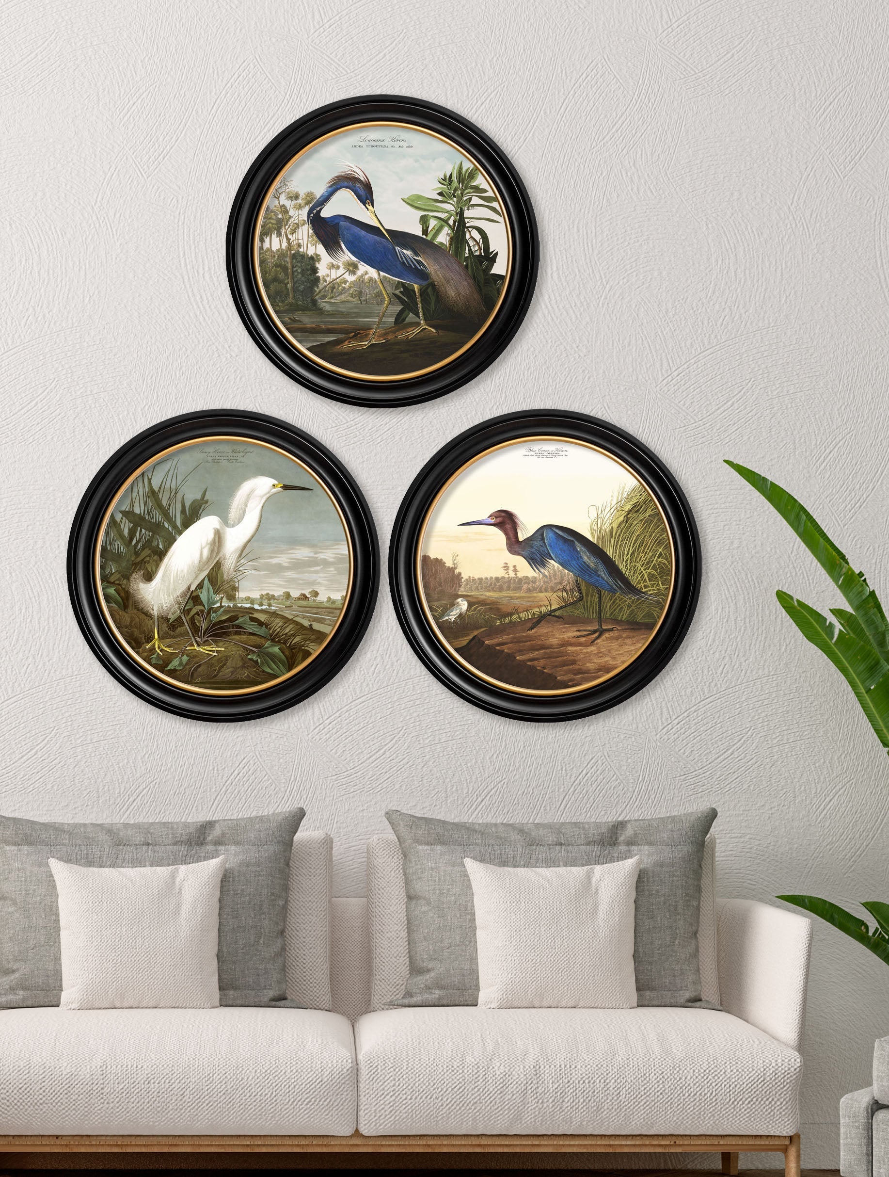 c.1838 Audubon's Herons in Round Frames – framed wall art at Leya Buster Interiors