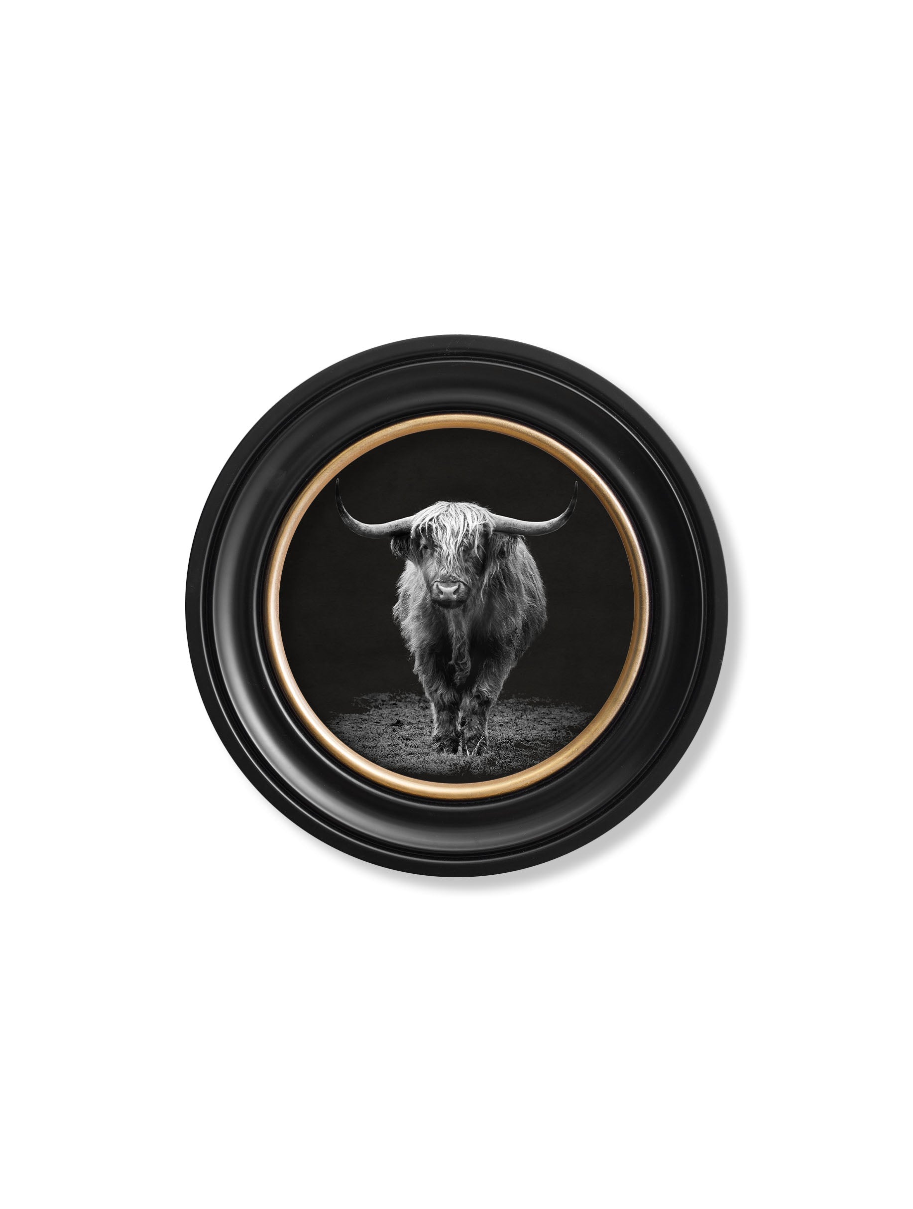 Wildlife Photography – Highland Cow – Round Frame styled view – Leya Buster Interiors