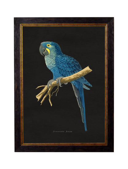 c.1884 Macaws – Dark Background styled view – Leya Buster Interiors