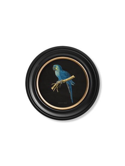 C.1884 Collection of Macaws in Round Frames – Black styled view – Leya Buster Interiors