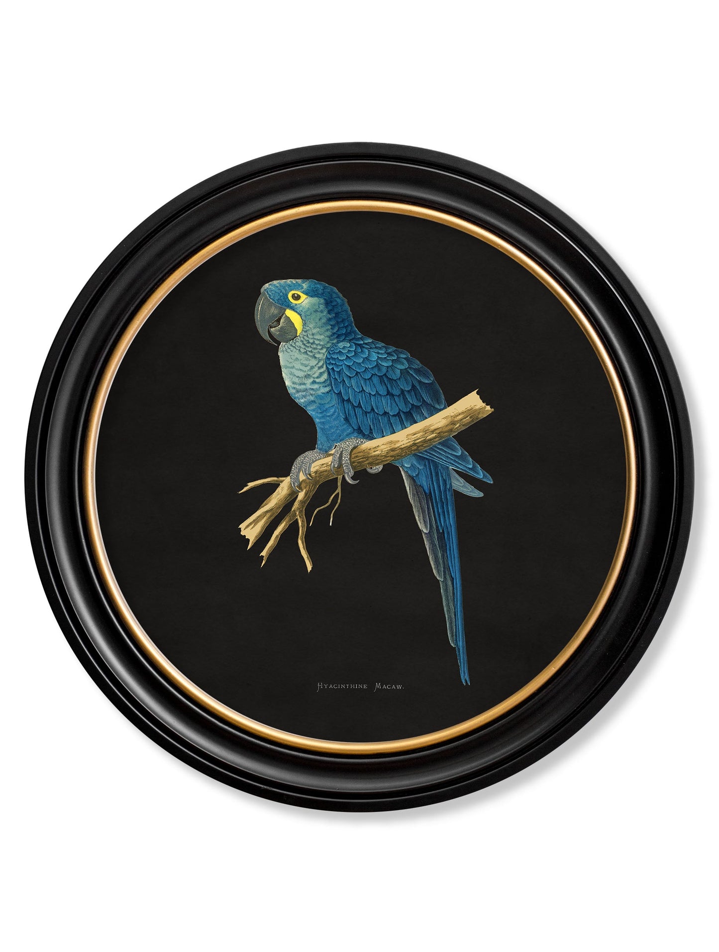 C.1884 Collection of Macaws in Round Frames – Black styled view – Leya Buster Interiors