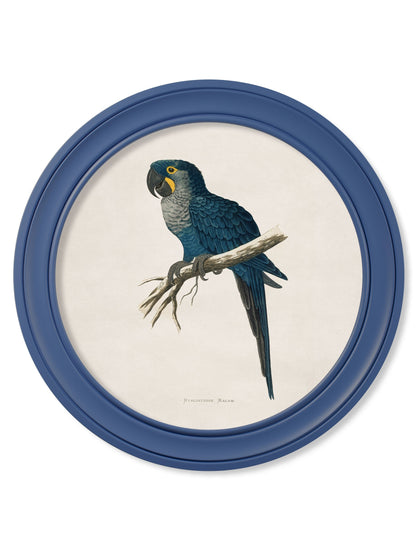 C.1884 Collection of Macaws in Round Frames Blue styled view – Leya Buster Interiors