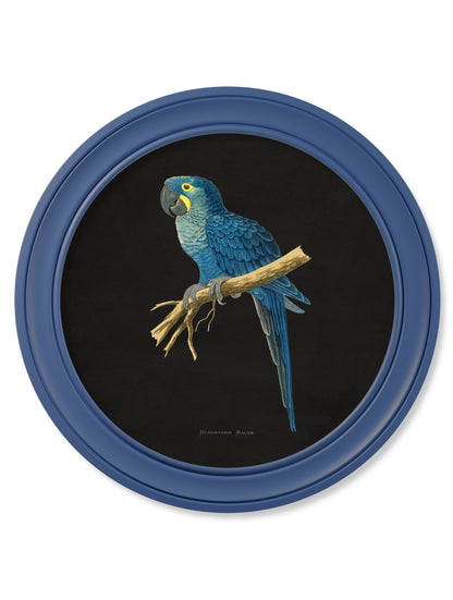 C.1884 Collection of Macaws in Round Frames Blue styled view – Leya Buster Interiors