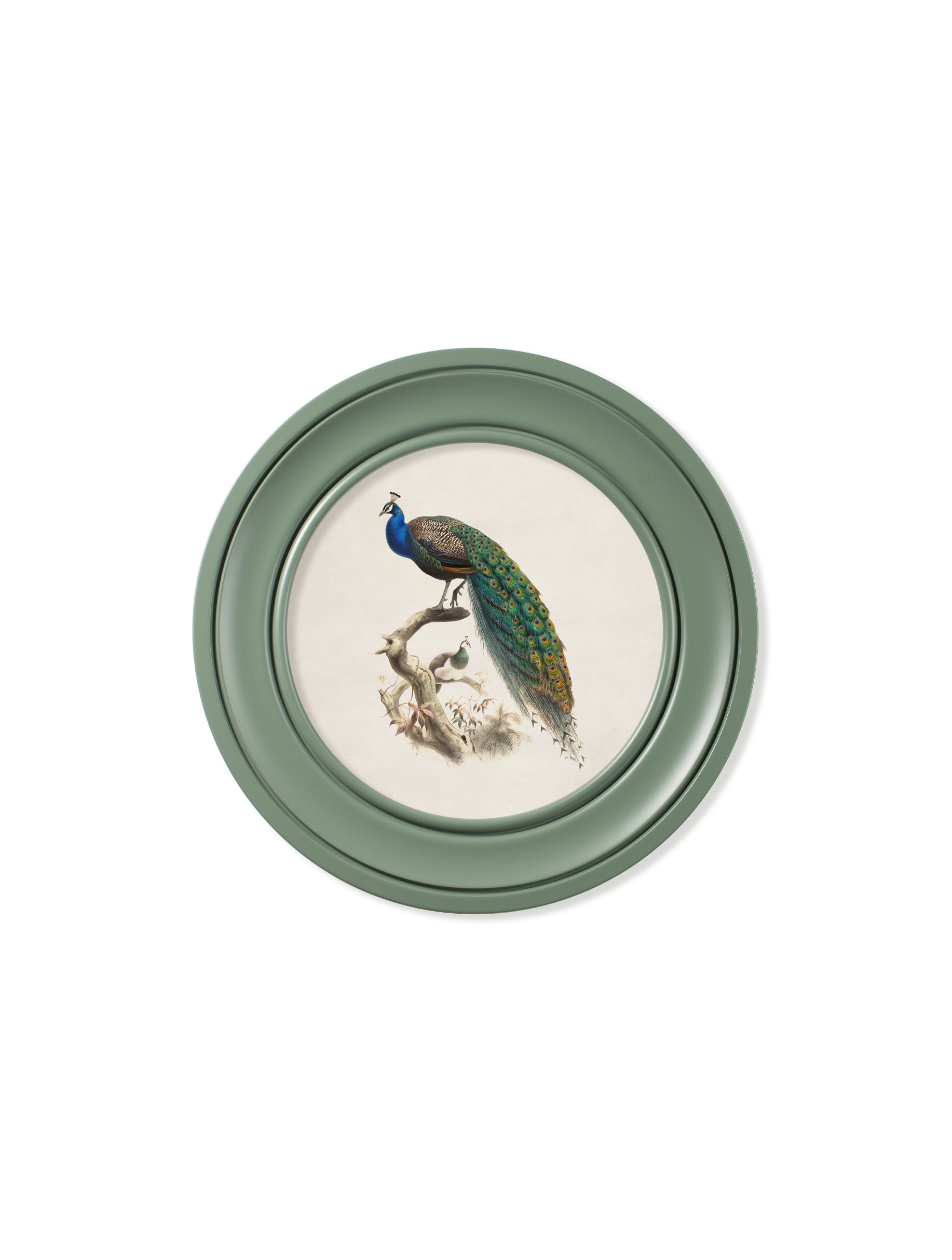 c.1800s Peacock in Green Round Frame – framed wall art at Leya Buster Interiors