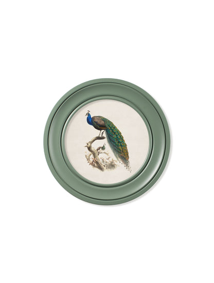 c.1800s Peacock in Green Round Frame – framed wall art at Leya Buster Interiors