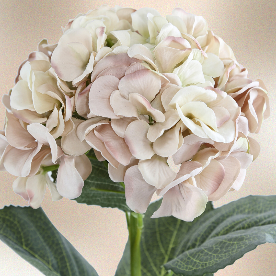 Pink Hydrangea Flower Stem