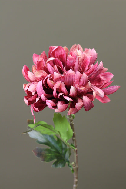 Russet Heritage Chrysanthemum Stem