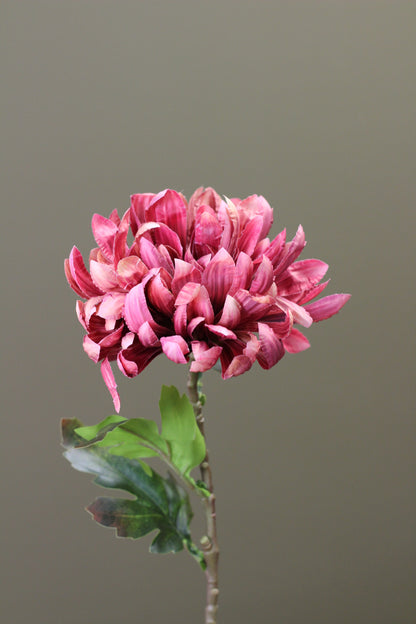Russet Heritage Chrysanthemum Stem