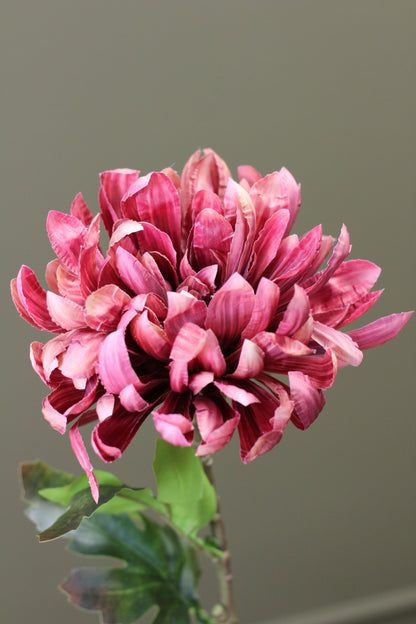 Russet Heritage Chrysanthemum Stem