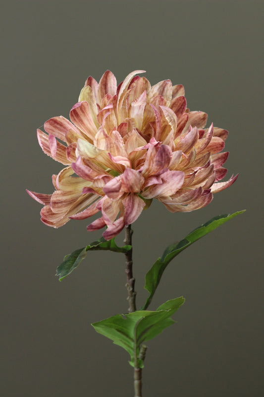 Honey Gold Chrysanthemum Stem