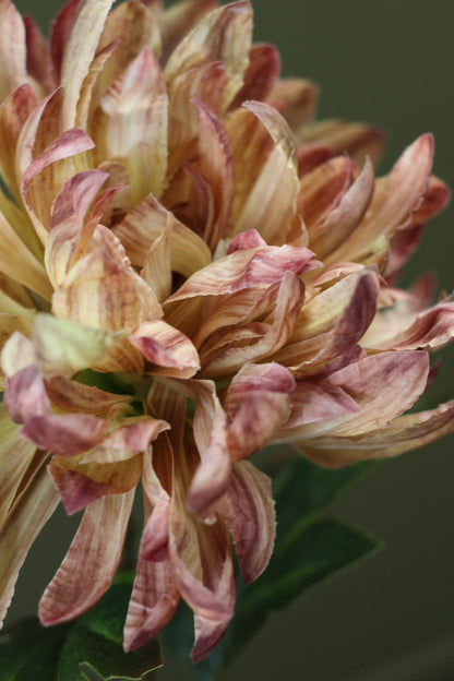 Honey Gold Chrysanthemum Stem