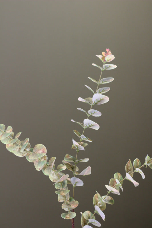 Weathered Sage Eucalyptus Stem
