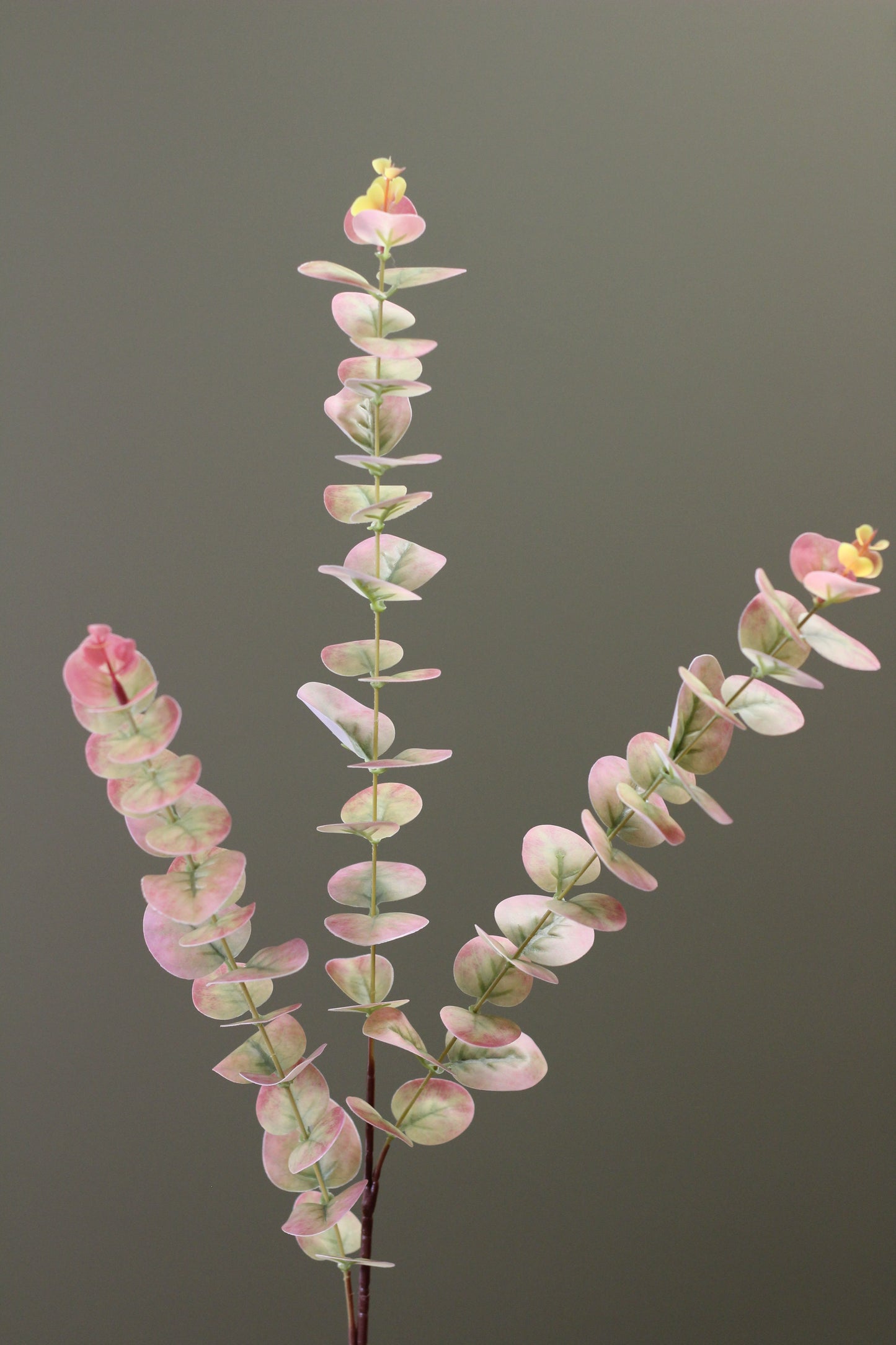 Blush & Sage Eucalyptus Stem