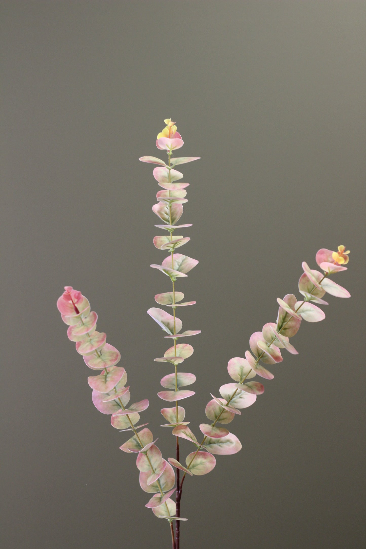 Blush & Sage Eucalyptus Stem