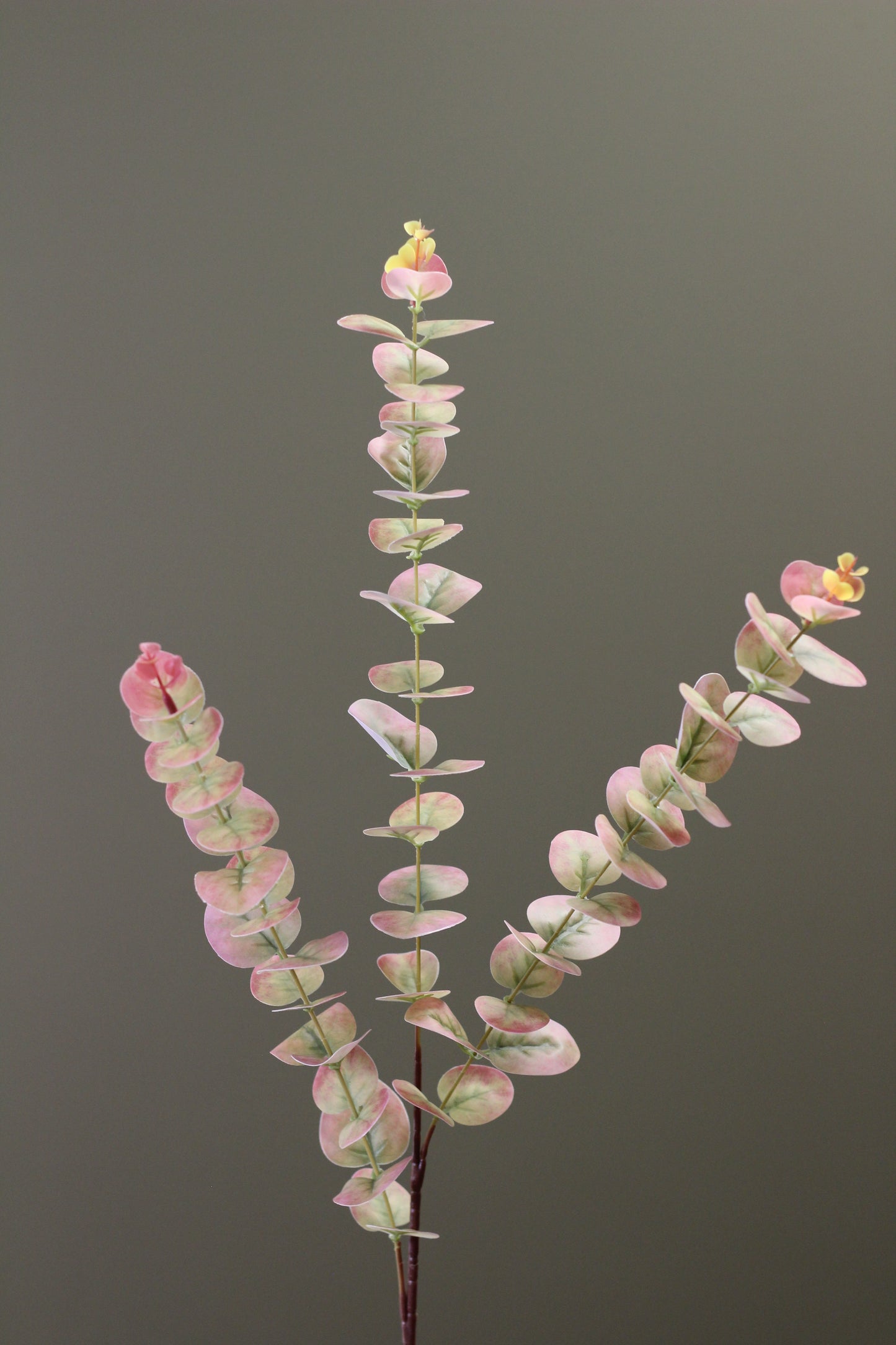 Blush & Sage Eucalyptus Stem