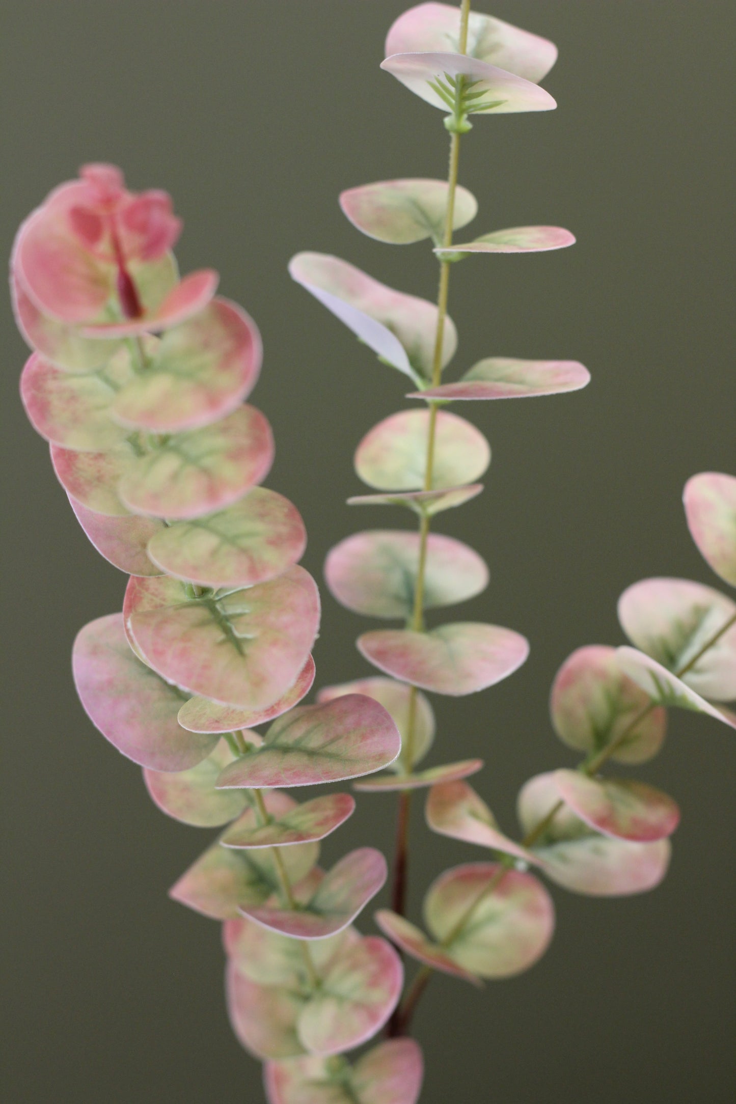 Blush & Sage Eucalyptus Stem