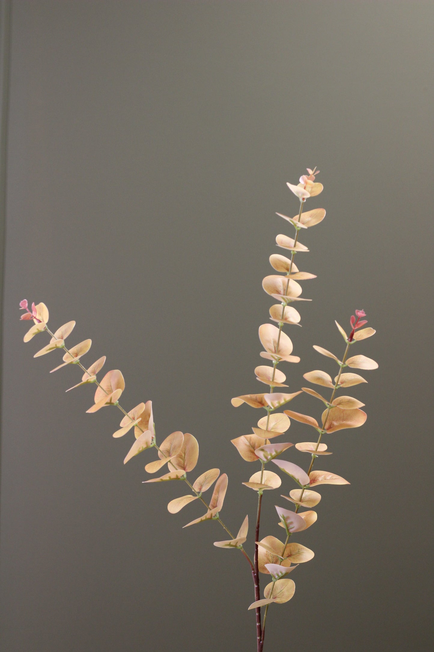 Burnished Orange Eucalyptus Stem