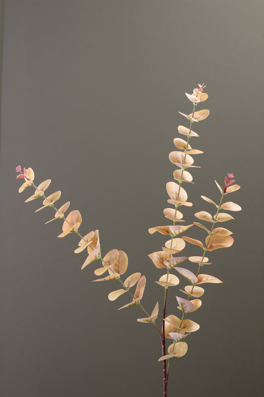 Burnished Orange Eucalyptus Stem