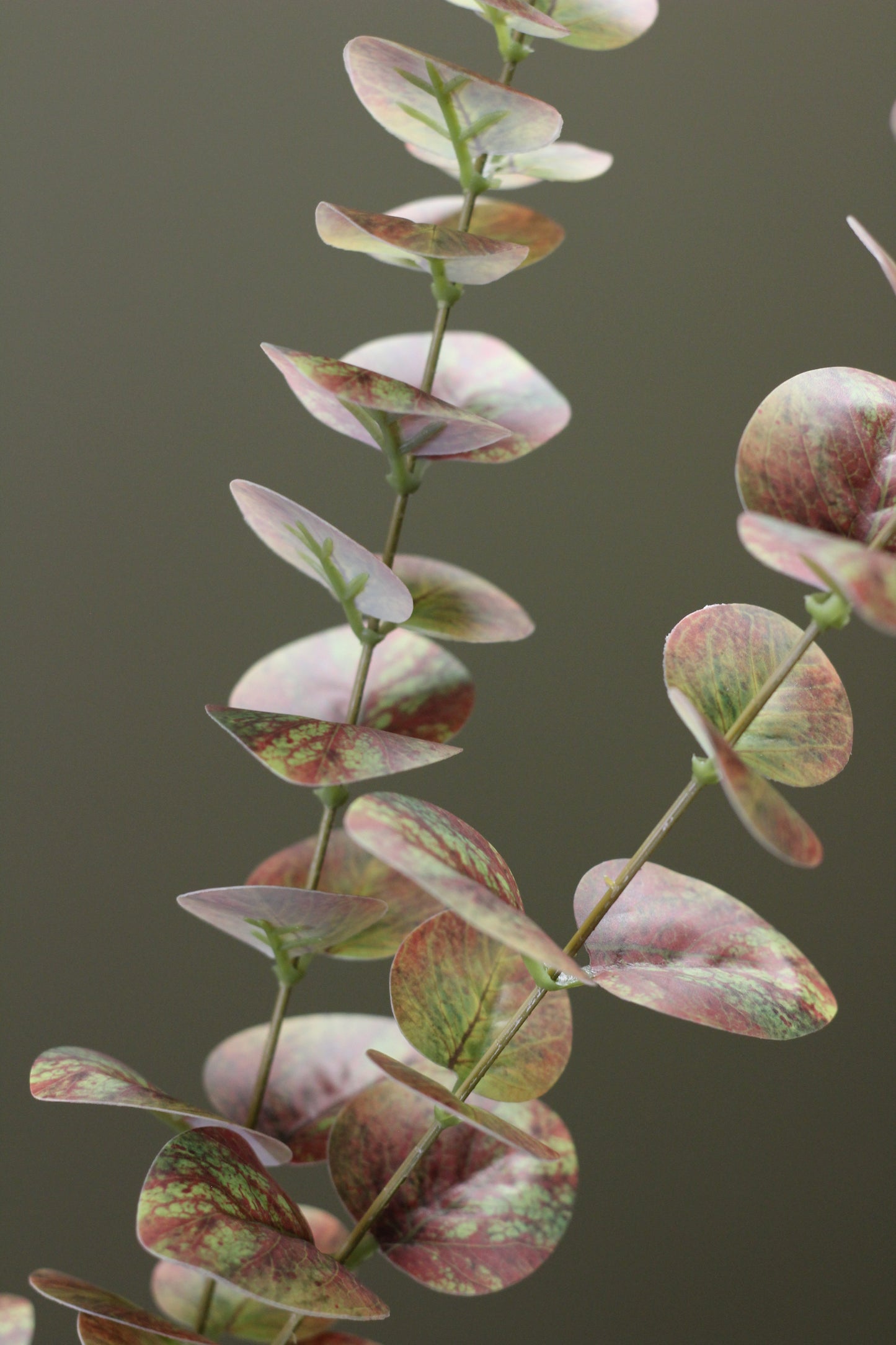 Olive & Umber Eucalyptus Stem