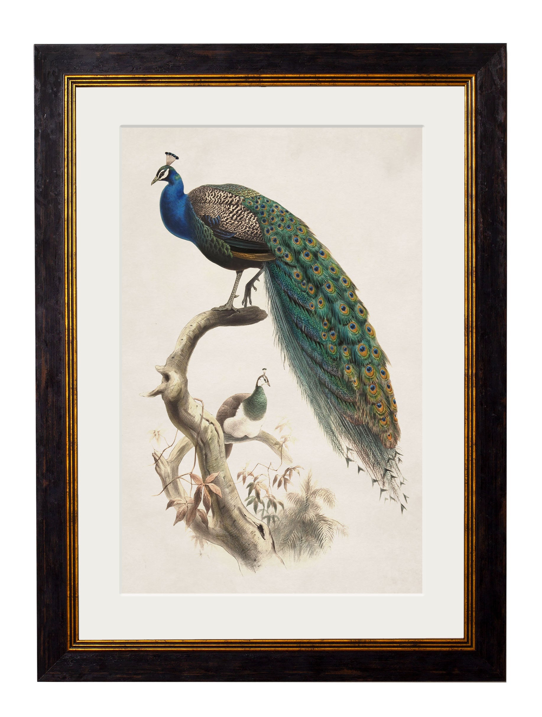 c.1800's Indian Blue Peacock styled view – Leya Buster Interiors