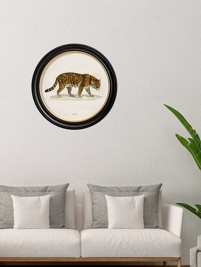c.1836 Jaguar – Round Frame – framed wall art at Leya Buster Interiors