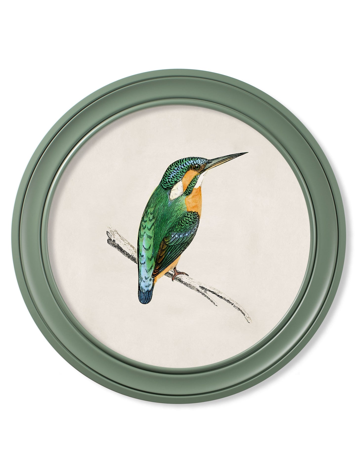 c.1870 Kingfisher and Bee Eater – Round Frame Green styled view – Leya Buster Interiors