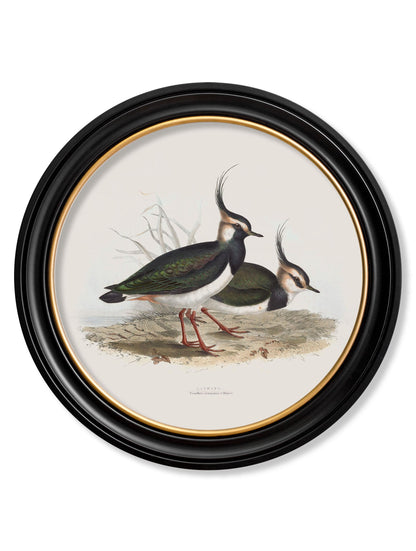 c.1837's British Coastal Birds – Round styled view – Leya Buster Interiors