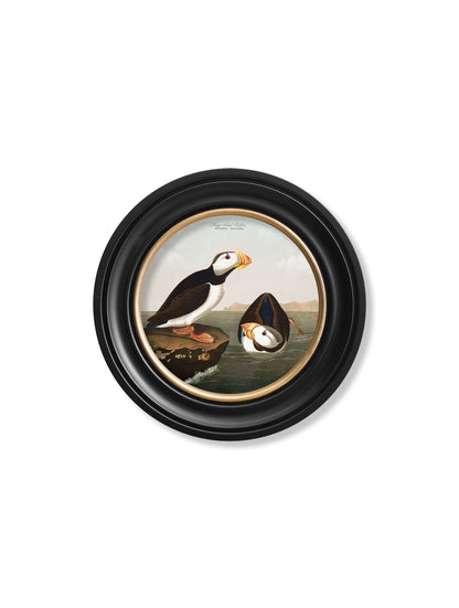 c.1838 Audubon's Puffins – Round Frame styled view – Leya Buster Interiors