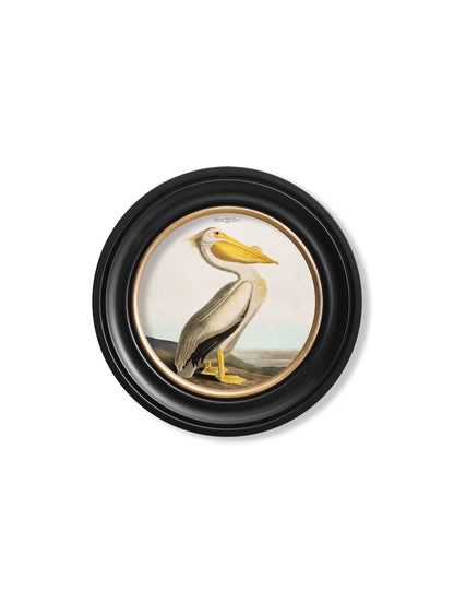 c.1838 Audubon's Pelican – Light – Round Frame styled view – Leya Buster Interiors