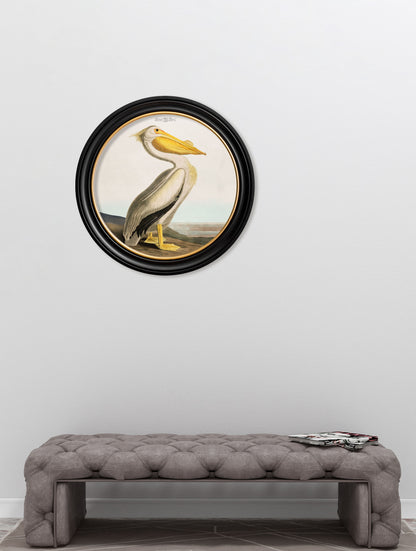 c.1838 Audubon's Pelican – Light – Round Frame – framed wall art at Leya Buster Interiors