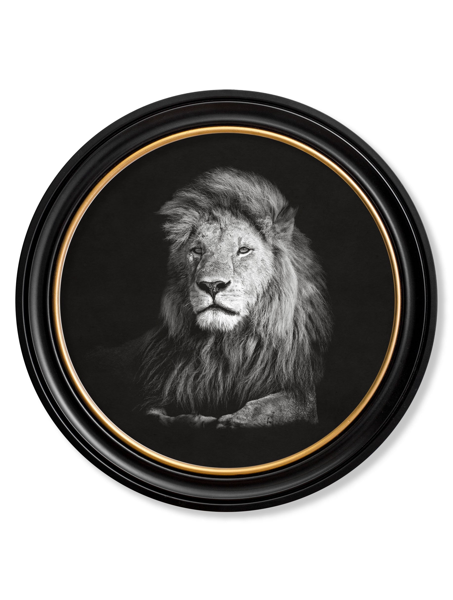Wildlife Photography – Lion – Round Frame detail – Leya Buster Interiors